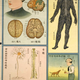 Illustration for article titled Retro Educational Posters Reimagine The Human Body As A Factory